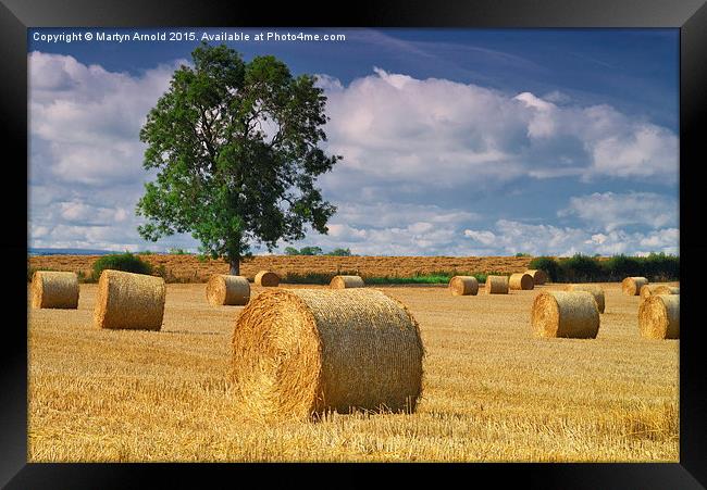 Haybales at Harvest Time Framed Print by Martyn Arnold