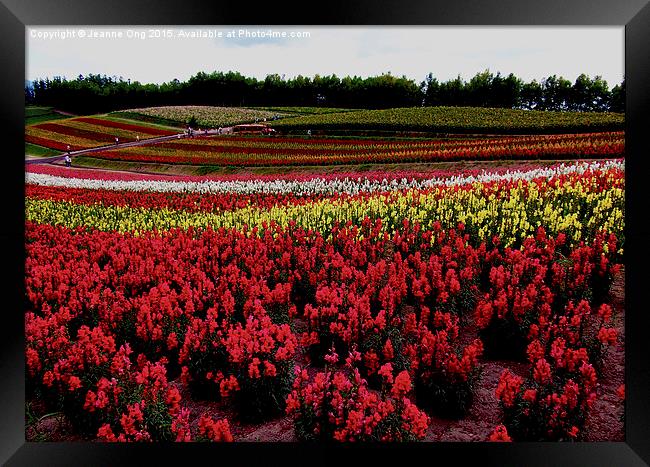 Flower Field Framed Print by Jeanne Ong