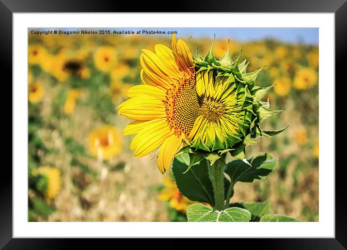Beautiful landscape with sunflower field in summer Framed Mounted Print by Dragomir Nikolov