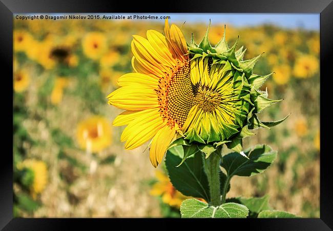 Beautiful landscape with sunflower field in summer Framed Print by Dragomir Nikolov