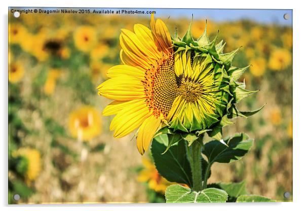 Beautiful landscape with sunflower field in summer Acrylic by Dragomir Nikolov