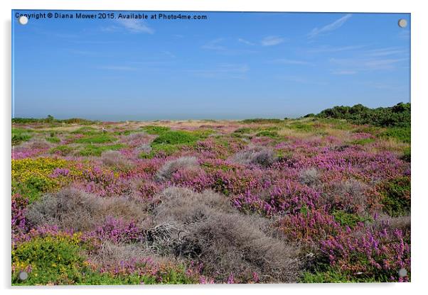  Dunwich Heath Acrylic by Diana Mower