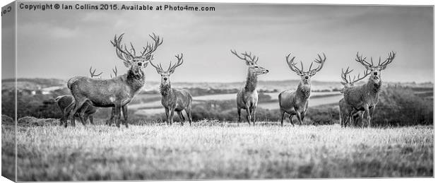  A Deer Gathering. Canvas Print by Ian Collins