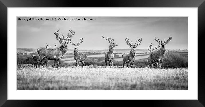 A Deer Gathering. Framed Mounted Print by Ian Collins