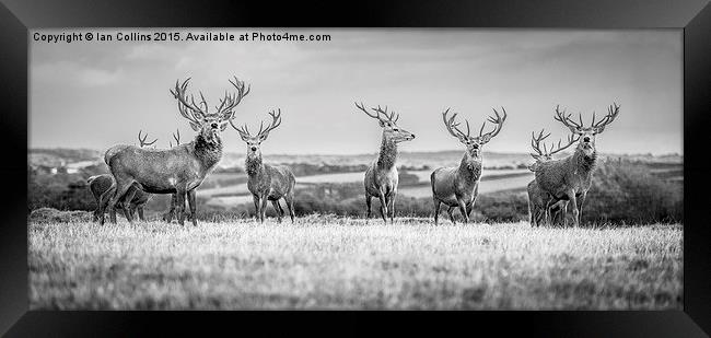  A Deer Gathering. Framed Print by Ian Collins
