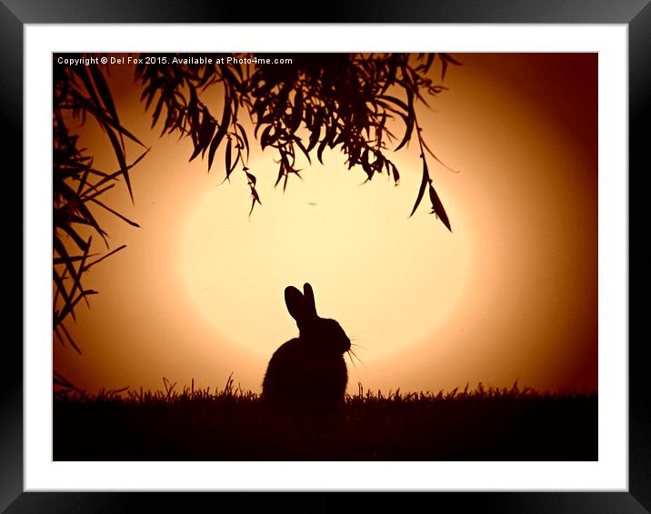  evening bunny Framed Mounted Print by Derrick Fox Lomax