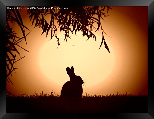  evening bunny Framed Print by Derrick Fox Lomax