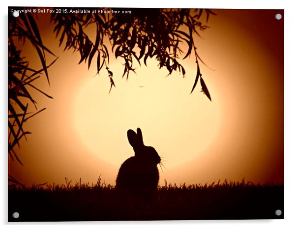 evening bunny Acrylic by Derrick Fox Lomax