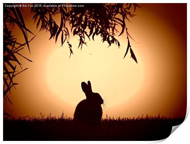  evening bunny Print by Derrick Fox Lomax
