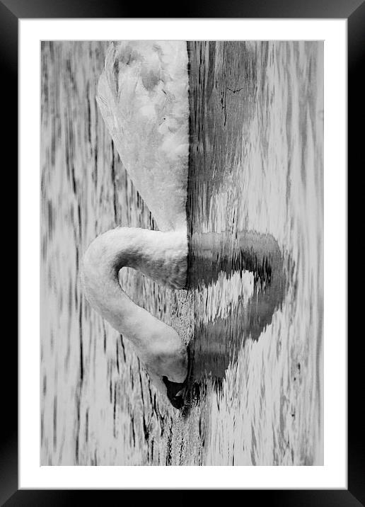heart swan reflection Framed Mounted Print by Jade Scott