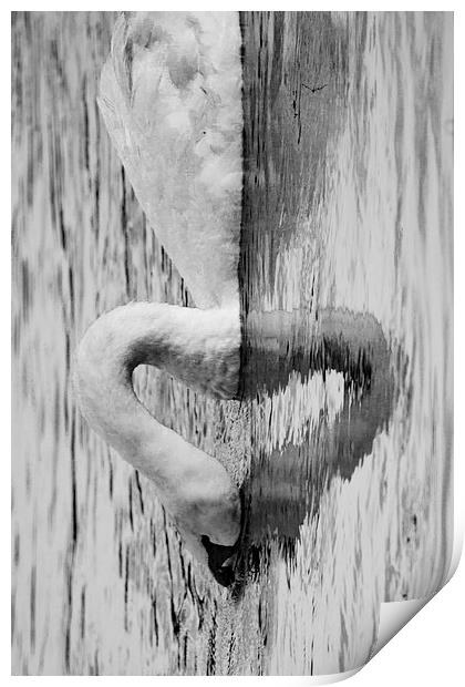 heart swan reflection Print by Jade Scott