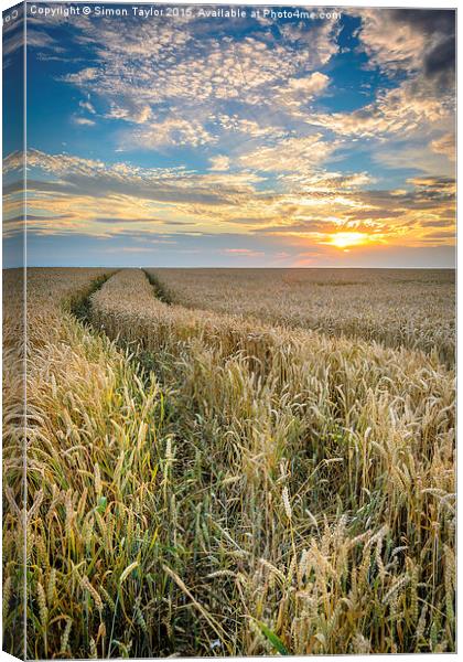 Wheat fields of Dersingham at sunset Canvas Print by Simon Taylor