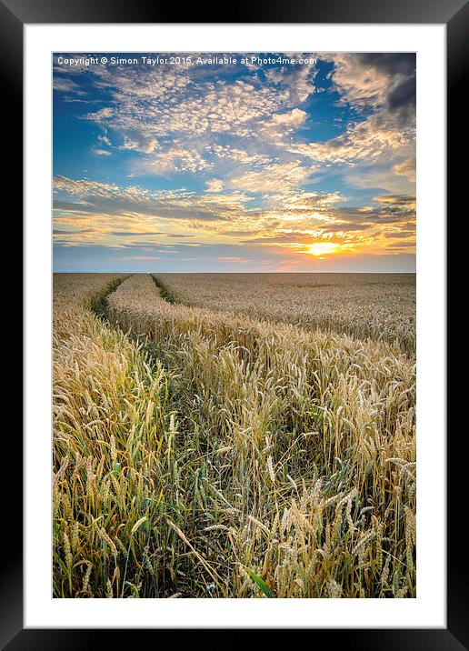  Wheat fields of Dersingham at sunset Framed Mounted Print by Simon Taylor