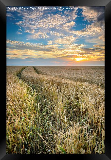  Wheat fields of Dersingham at sunset Framed Print by Simon Taylor