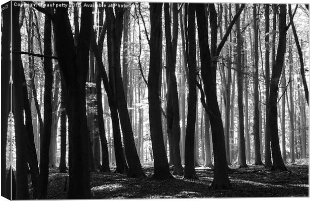  woods Canvas Print by paul petty