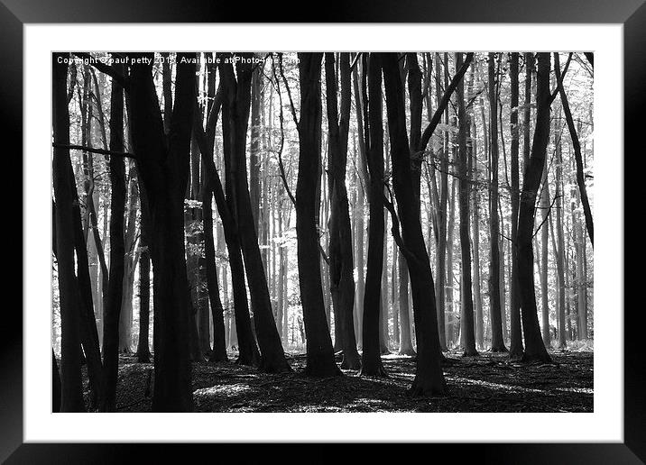  woods Framed Mounted Print by paul petty