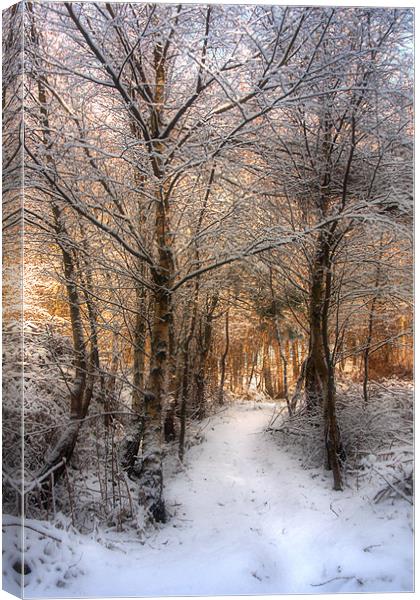 Deer Path in the Snow Canvas Print by Ann Garrett