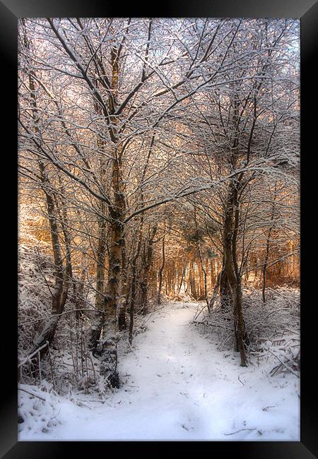 Deer Path in the Snow Framed Print by Ann Garrett