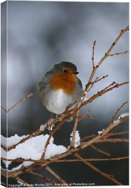 Winter Robin Canvas Print by Andy Morley