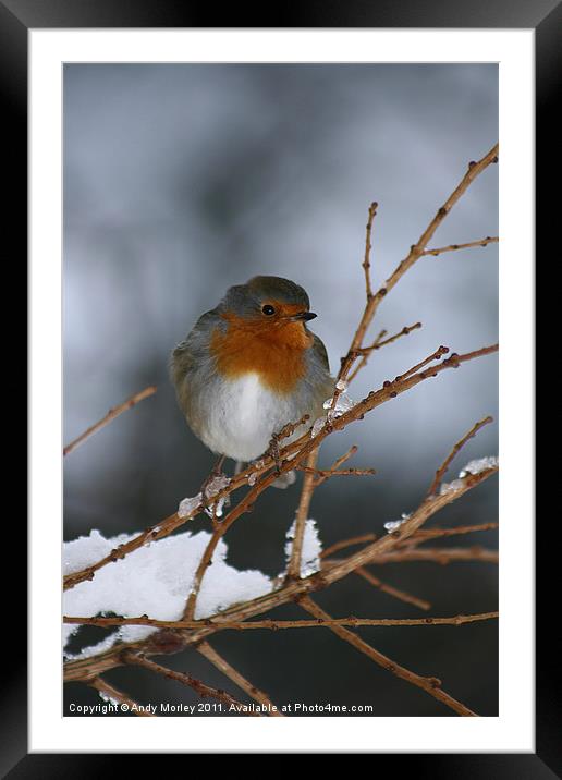 Winter Robin Framed Mounted Print by Andy Morley