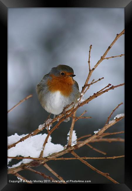 Winter Robin Framed Print by Andy Morley