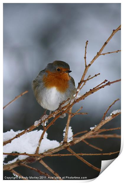 Winter Robin Print by Andy Morley