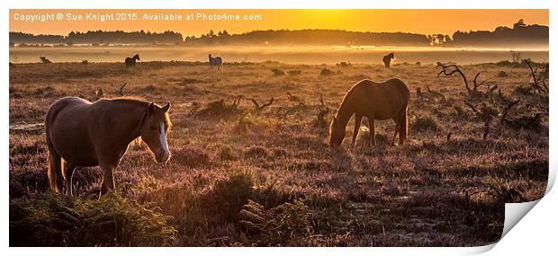  New Forest ponies in the mist Print by Sue Knight