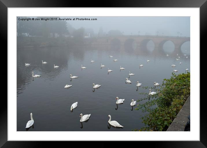  The Swans of Worcester Framed Mounted Print by WrightAngle Photography