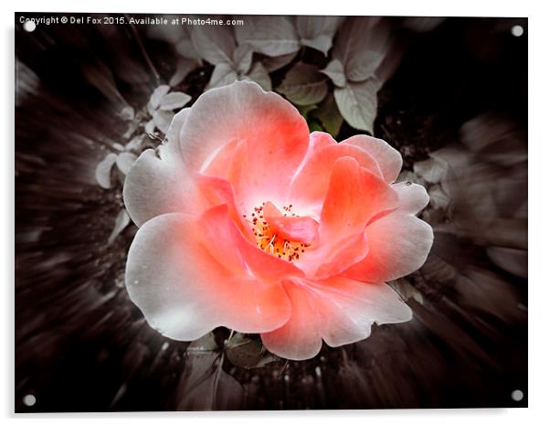  variated flower Acrylic by Derrick Fox Lomax