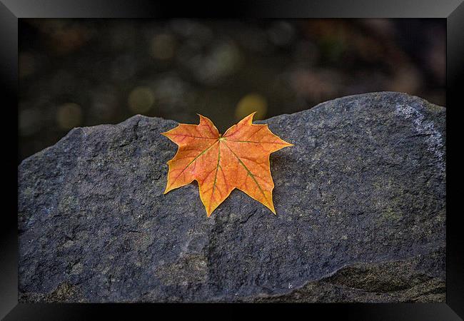  Autumn leaf Framed Print by karen shivas