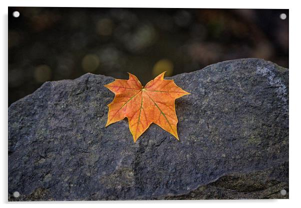  Autumn leaf Acrylic by karen shivas