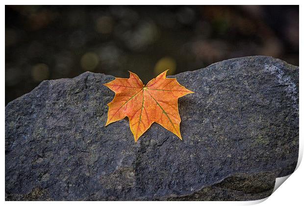  Autumn leaf Print by karen shivas