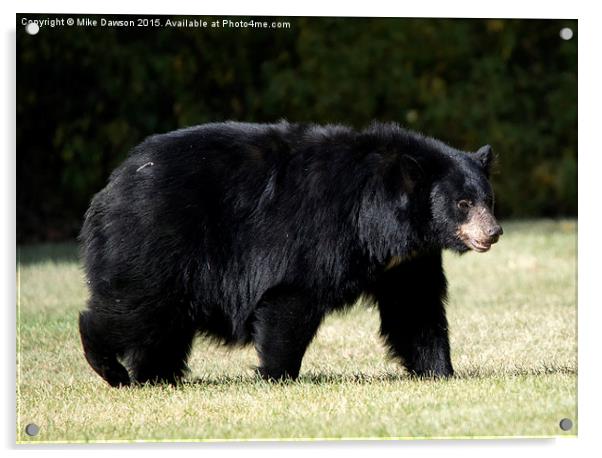 Mama Bear Acrylic by Mike Dawson