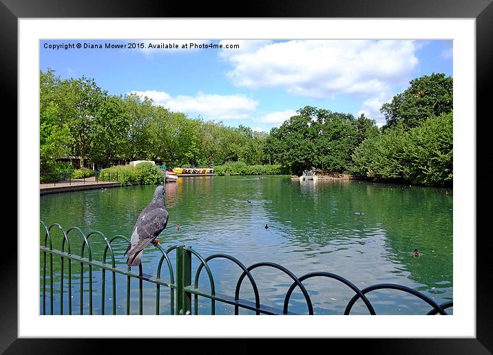  Finsbury Park Boating Lake Framed Mounted Print by Diana Mower