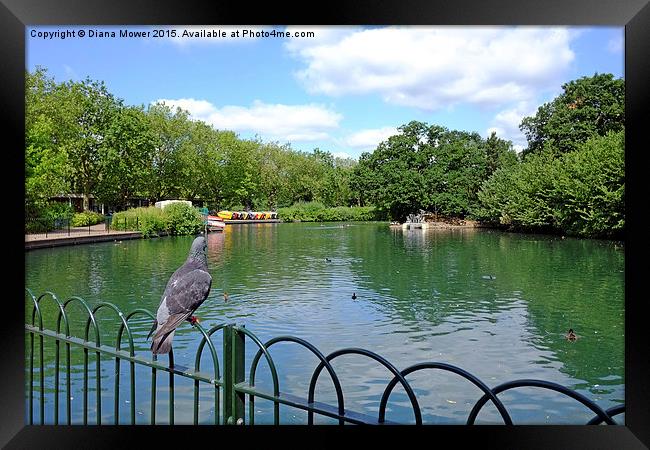  Finsbury Park Boating Lake Framed Print by Diana Mower