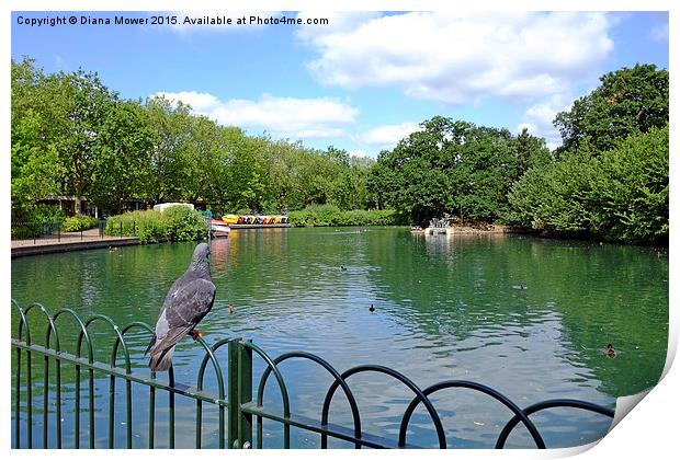  Finsbury Park Boating Lake Print by Diana Mower
