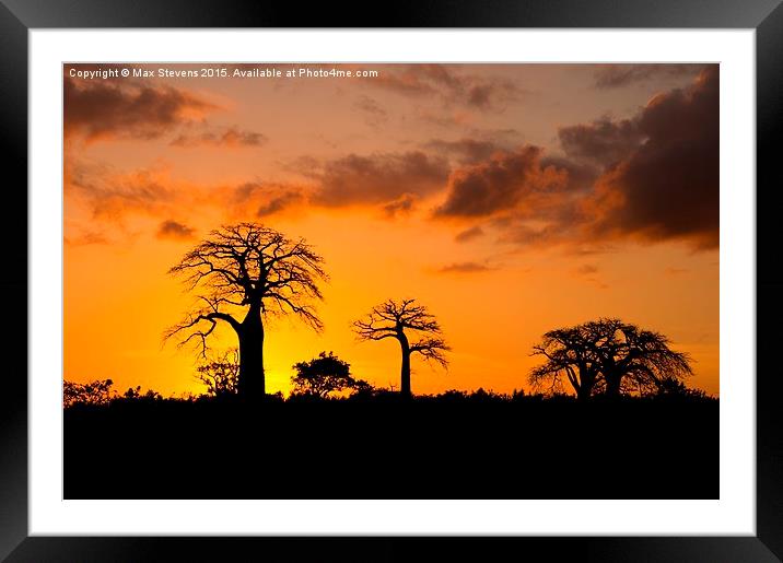  Baobab Sunset Framed Mounted Print by Max Stevens