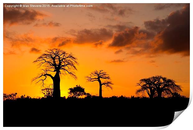  Baobab Sunset Print by Max Stevens