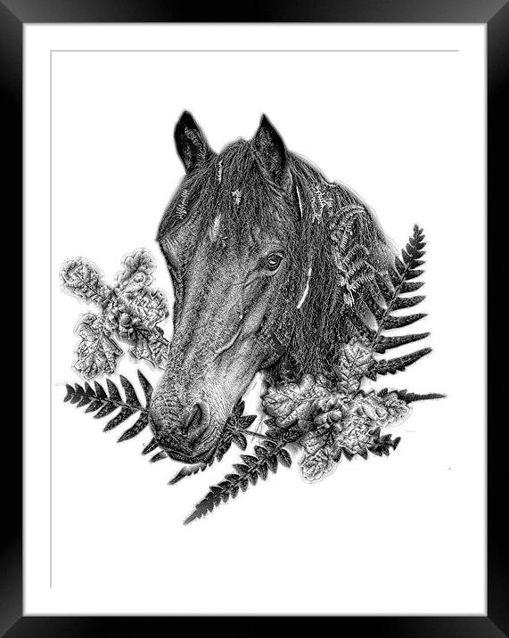  New Forest pony by JCstudios 2015 Framed Mounted Print by JC studios LRPS ARPS