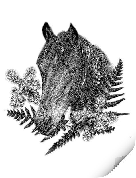  New Forest pony by JCstudios 2015 Print by JC studios LRPS ARPS