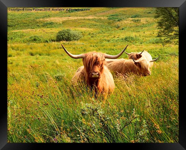  Highland Cattle Framed Print by Kerry Palmer