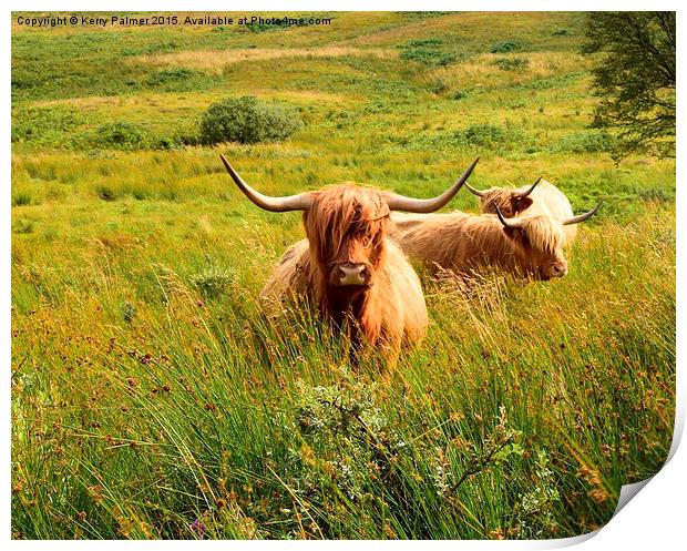  Highland Cattle Print by Kerry Palmer