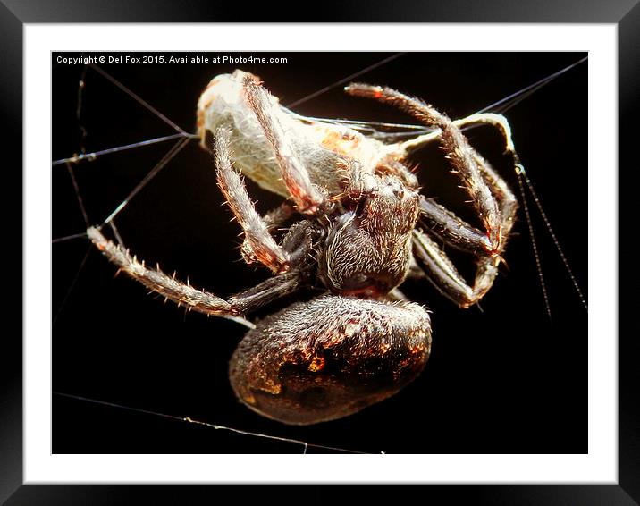 Evocative Lancashire Countryside Spider Capture Framed Mounted Print by Derrick Fox Lomax