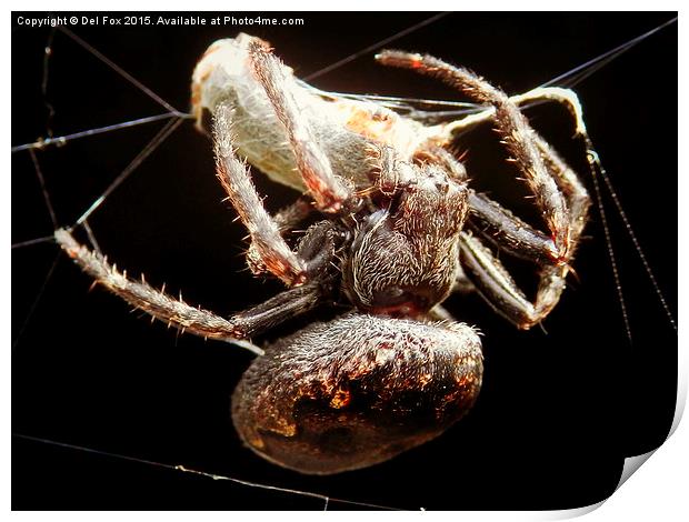 Evocative Lancashire Countryside Spider Capture Print by Derrick Fox Lomax