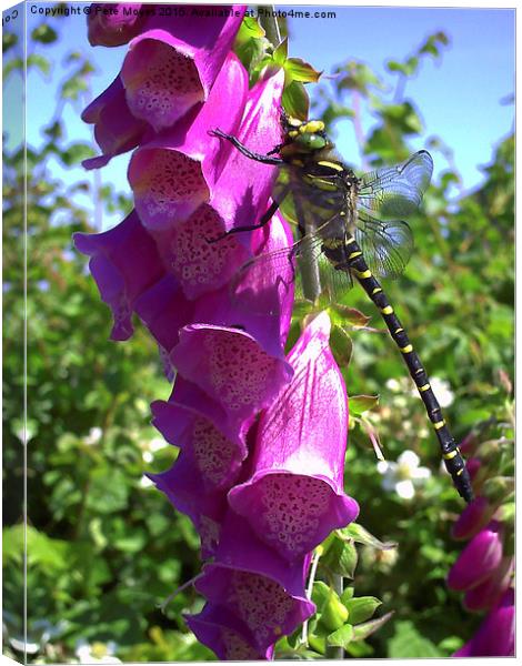  Dragonfly on a Foxglove Canvas Print by Pete Moyes