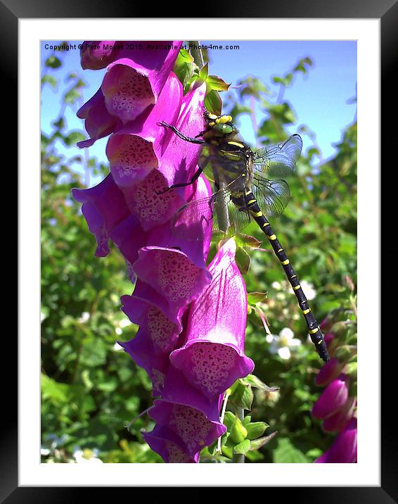  Dragonfly on a Foxglove Framed Mounted Print by Pete Moyes