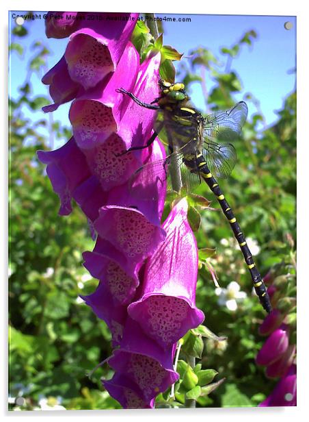  Dragonfly on a Foxglove Acrylic by Pete Moyes