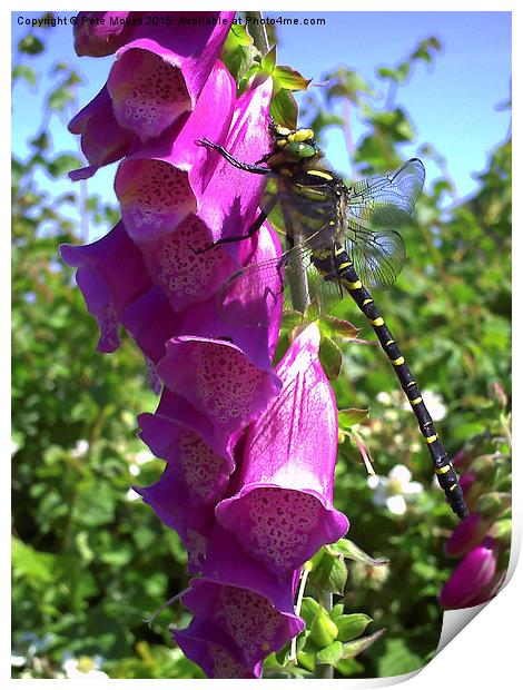  Dragonfly on a Foxglove Print by Pete Moyes