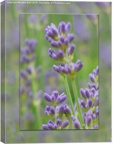 Lavender from Brittany Canvas Print by Lynn Bolt