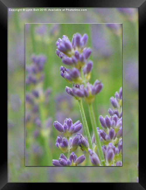  Lavender from Brittany Framed Print by Lynn Bolt